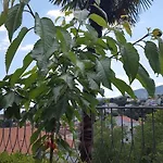 公寓 卢珀别墅酒店 Ičići