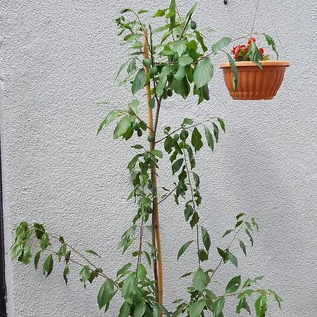 Luppo Appartamento Ičići