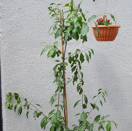 Luppo Appartement Ičići